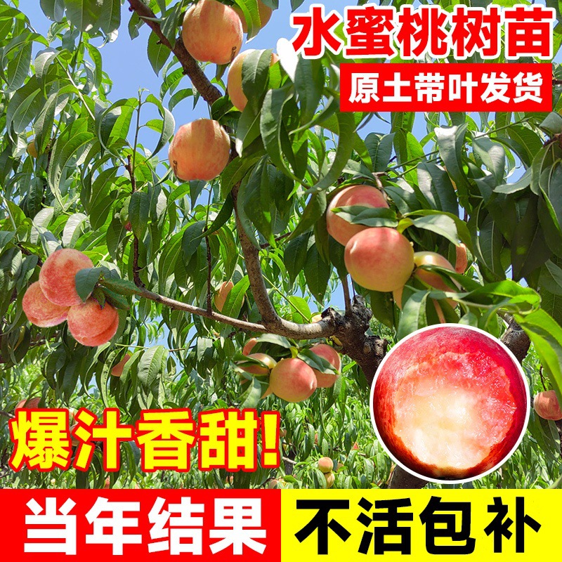 高产水蜜桃早熟黄桃油桃果树果苗嫁接南北方冬桃盆栽种植当年结果
