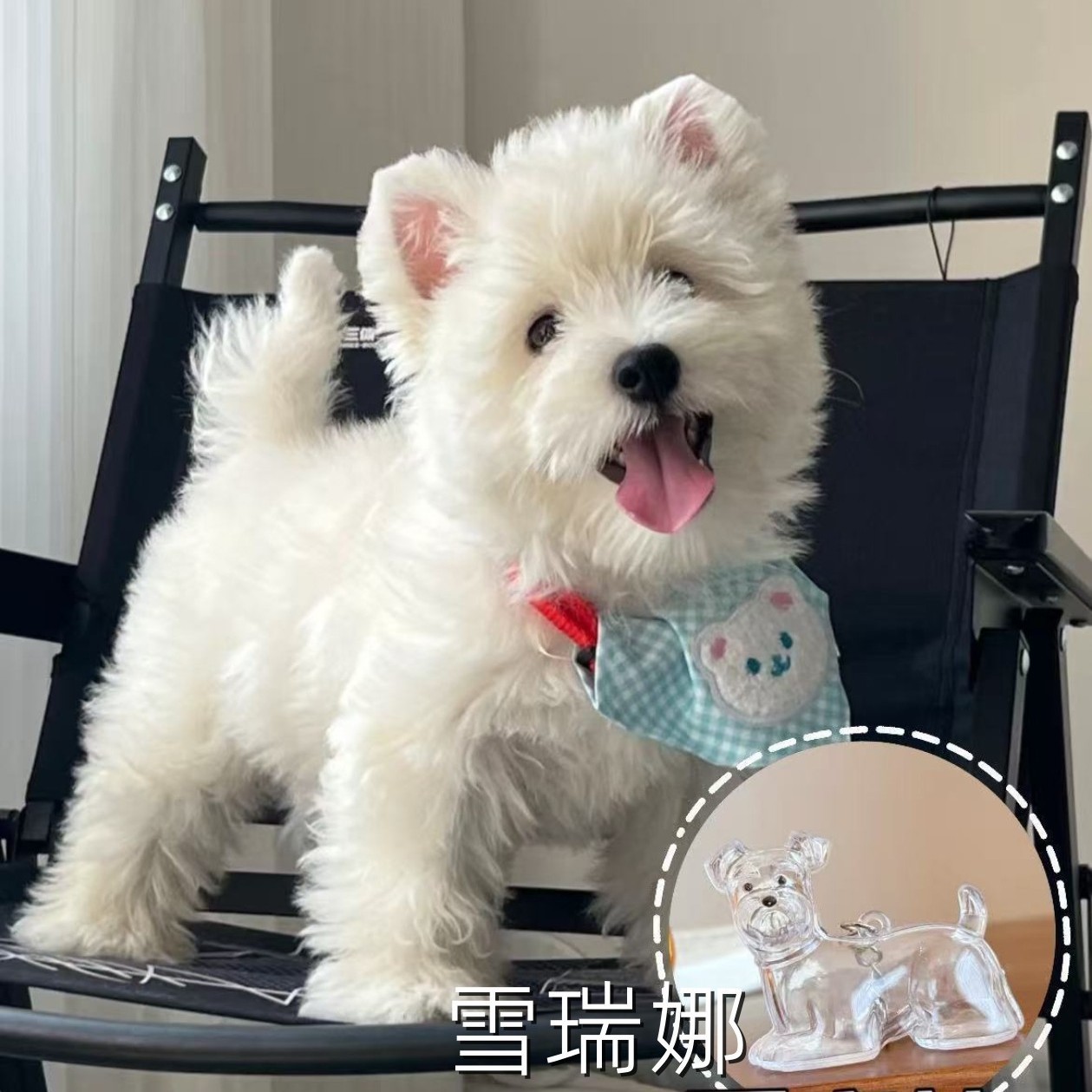 Perlo de mascota conmemorativo llavero colgante lindo perro colección de pelo transparente de perro grande forma de llave creativa