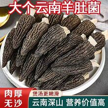 云南羊肚菌新鲜头茬菌菇无硫厚肉孕妇儿童煲汤食材年货干货批发