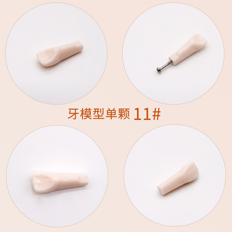 Práctica dental resina de partículas dentales dispersa simulación de partículas dentales de resina dientes aislados dientes enteros 28 / 32 partículas dentales