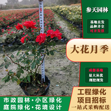 四川重庆贵州丰花月季30高度丰花月季40高度丰花月季50高度丰花月