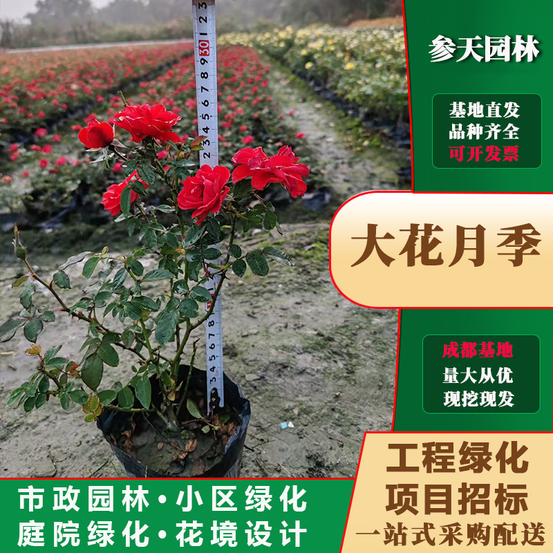 四川重庆贵州丰花月季30高度丰花月季40高度丰花月季50高度丰花月