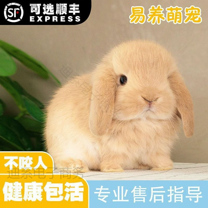 Доставка домашних животных: маленьких голландских мини-кроликов, лёгких в уходе дWARF-кроликов с милыми белыми ушками.