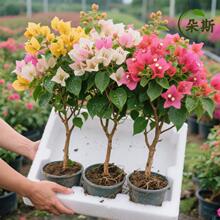 三角梅花树苗盆栽带花老桩特大苗漳红樱室内阳台高端爬藤四季重瓣