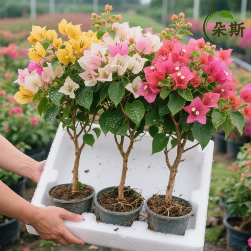 三角梅花树苗盆栽带花老桩特大苗漳红樱室内阳台高端爬藤四季重瓣