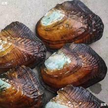 ����Լ��_��ȡ���鵭ˮ������Ӱ���������r����մ����l