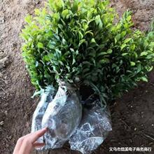 ���l���ؽ������Ѳ�����  �����辰�ز�С�����Ԙ����ϱ����Nֲ