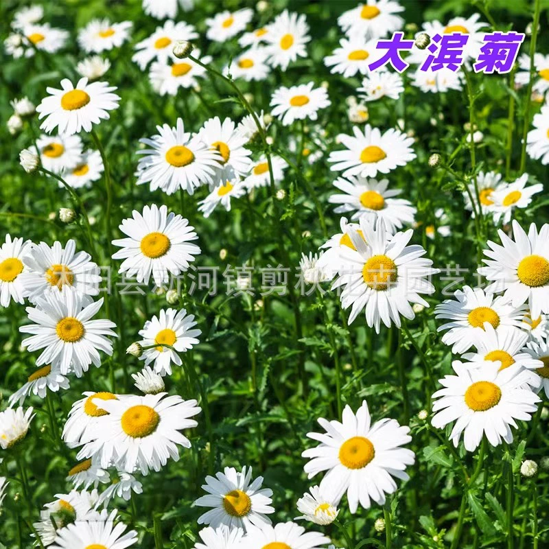 Дабиан Семена Хризантемы Маленькие Хризантемы Сад Пейзаж Цветок Морской Двор Семена Цветов Многолетние Семена Цветов Трава Цветы