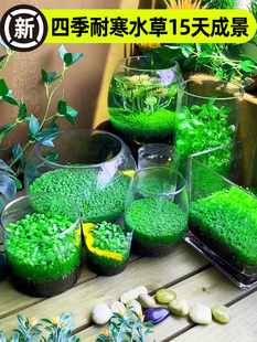 Fish Tank Aquatic Plant Seeds Ecological Glass Bottle Landscaping Small Green Plant Seeds Hydroponic Negative Real Grass Potted Water Fig
