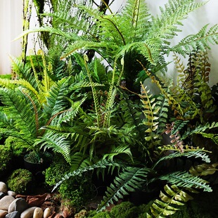 ާ������С�ͼ����~�쾰�Gֲ�辰�Ꭷ���ֈ���ֲ��Ǵ����b�