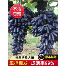 ���ј�ꖹ�õ��޷����ָ�{��ʯ����������ٷNֲ�ͺ�