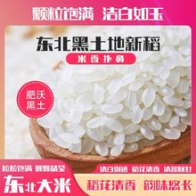 珍珠米东北原产黑土滋养新米现磨颗粒饱满珍珠生态大米10斤批发