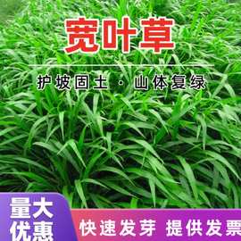 宽叶草草籽绿化工程耐旱百喜草种籽山体复绿护坡固土狗牙根草种子