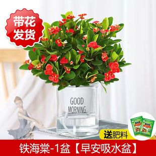 Potted Prickly Hawthorn Bonsai, Hydroponic Indoor Succulent Green Plant, Large and Beautiful for Living Room