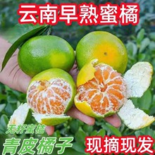 云南早熟蜜橘果形匀称果皮轻薄果粒饱满汁水充足酸甜清爽新鲜蜜橘