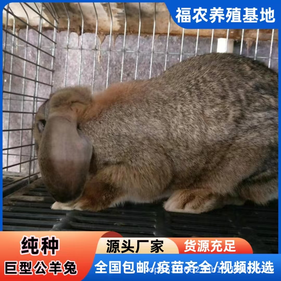 巨型公羊兔养殖场