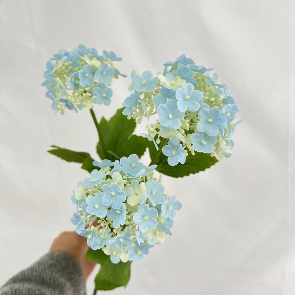특정 난초