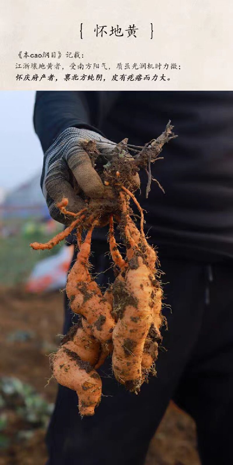 Prepared Rehmannia (Rehmannia glutinosa) — Nine-Steam-Nine-Sun Dried Shu Di Huang for Soup & Tonic key features