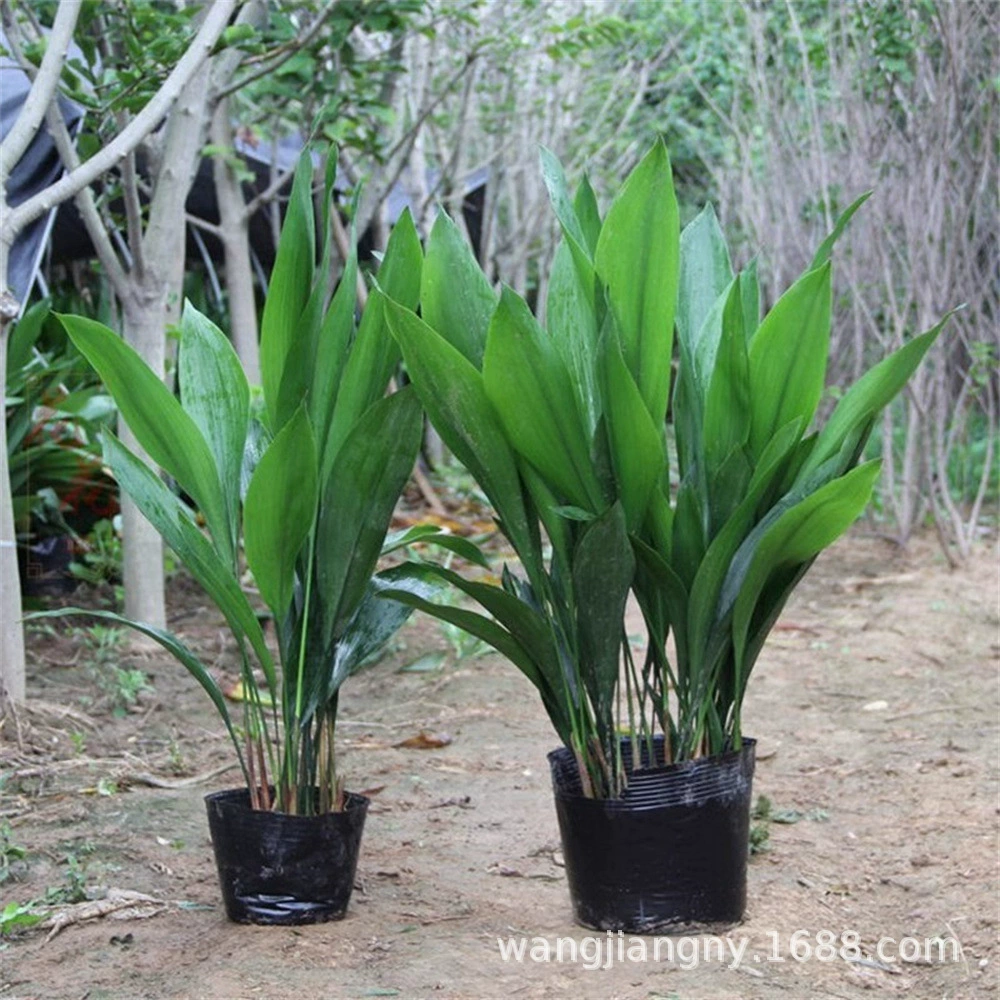 Однолистная Орхидея в горшке, комнатные Гидропонные растения цветы вечнозеленые бонсай Гидропонные цветы