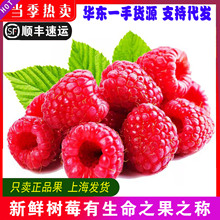 新鲜红树莓2盒新鲜孕妇热带水果云南省覆盆子鲜果山莓顺丰包邮