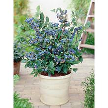 �ļ�����߅�ˮ�Nֲ�̨�{ݮ��ͥԺ���䱱��������{ݮ���Ϸ�����