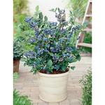 四季大果高丛水种植阳台蓝莓地庭院果树北方苗果树蓝莓栽南方盆栽