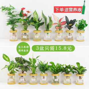�k����ˮ��Gֲ���ԾG�}�d�ӻ��Ȼ���С�Gֲ�ļ����B����ˮ�B����