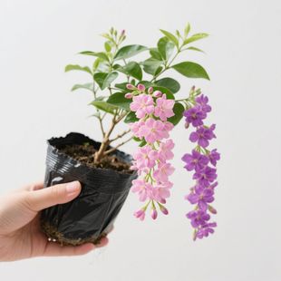 ���zֲ�ߙn�n�������͟Ứ���pɫ��Ʒ��������С�~