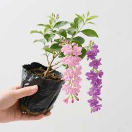 垂丝植高档韩国花卉耐热花卉双色新品茉莉茉莉小叶