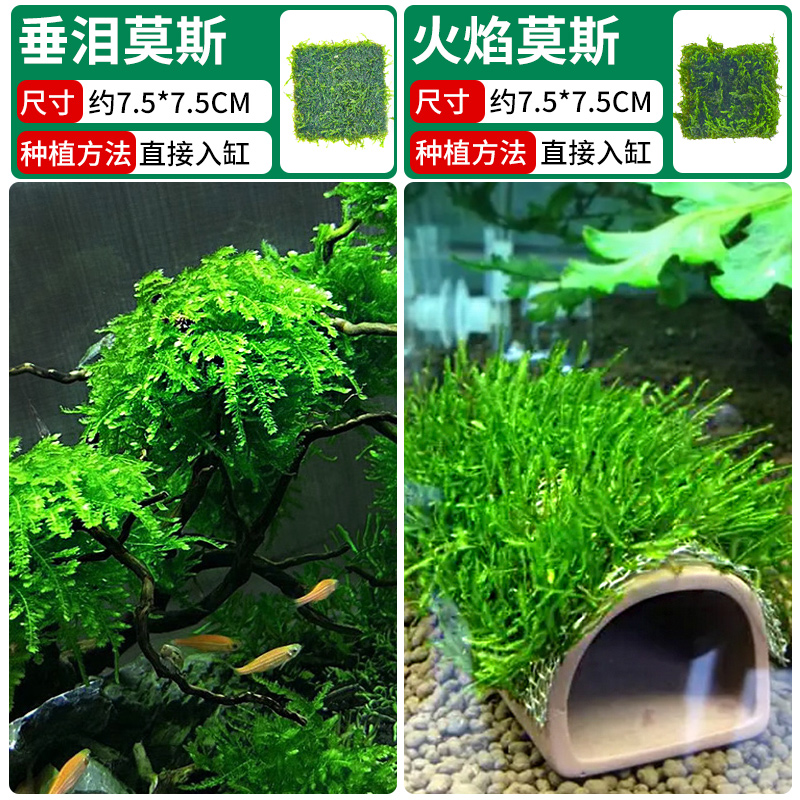 울고 있는 이끼 + 불꽃 이끼 [클래식 조합]❤훌륭한 가치]