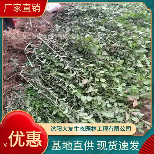 Jiaodong копье база оптом собственного производства Jiaodong копье сорта рассады полные живописный ландшафт инженерный зеленый