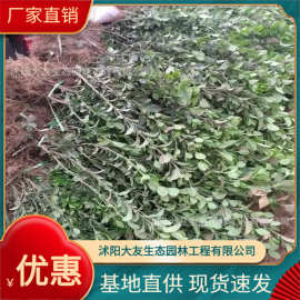 胶东卫矛基地批发 自产自销胶东卫矛苗  品种齐全景区造景工程绿