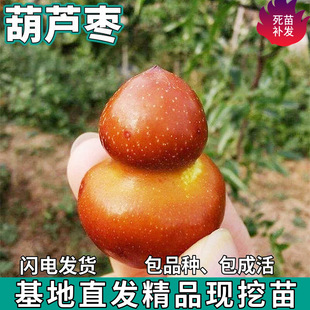һ�����l���J�����ϱ���ͥԺ���Դ����ش��Ә������Լ޽ӹ�����