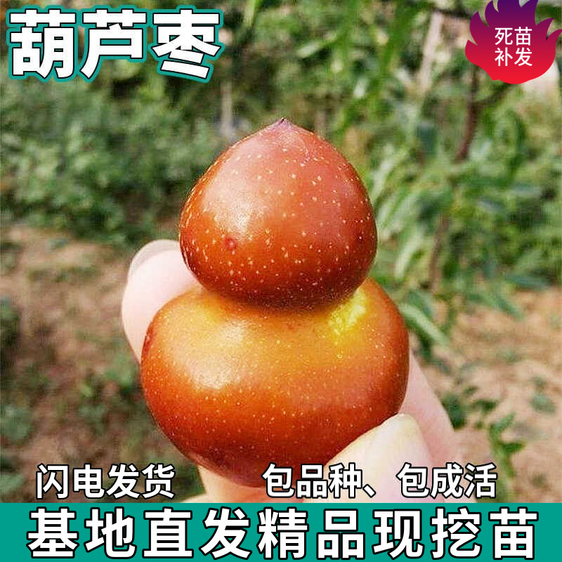 一件代发葫芦枣树南北方庭院地栽脆甜特大枣子树苗盆栽嫁接果树苗