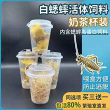 蟋蟀活体饲料奶茶杯装防逃脱内含高蛋白饲料守宫食物蜥蜴螳螂蜘蛛
