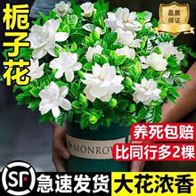 栀子花盆栽带花苞四季开花室内桌面绿植大叶老桩浓香好养水培植物