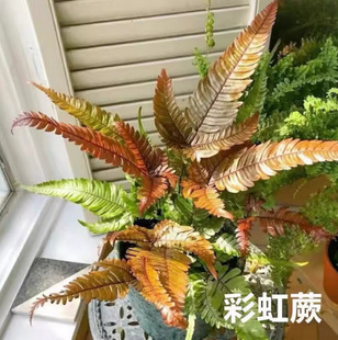 Rainbow Fern Three-Color Scale Fern Red Cover Phoenix Tail Fern Indoor Green Foliage All Year Round Plant Landscaping Potted Plant Cold-Resistant