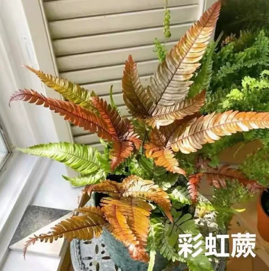Радужный папоротник, трехцветный чешуйчатый папоротник, краснокапюшонный папоротник с хвостом феникса, комнатное зеленое лиственное растение, четырехсезонное ландшафтное растение в горшке, морозостойкое.