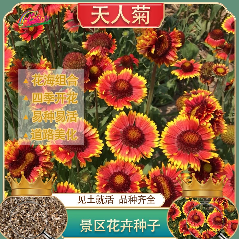 Многолетние Укорененные Цветы Тиангрен Хризантема Семена Цветов Ландшафтный Семена Цветов Четыре Сезона Сад Пейзаж Цветочное Море