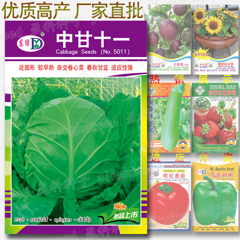Zhonggan Eleven Spring and Autumn Cabbage Seeds about 300 Hybrid Cabbage Early Mature Cabbage Vegetable Seeds Wholesale Zhonggan Eleven Spring and Autumn Cabbage Seeds about 300 Hybrid Cabbage Early Mature Cabbage Vegetable Seeds Wholesale