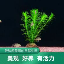 �~��ˮ��������ֲ��ˮ�����к󾰾G����������쾰�bGֲ