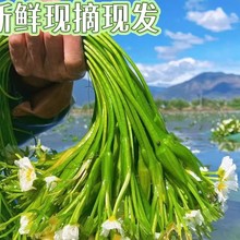 云南农家水性杨花菜海菜花新鲜蔬菜现摘大理特产洱海丽江野菜食材