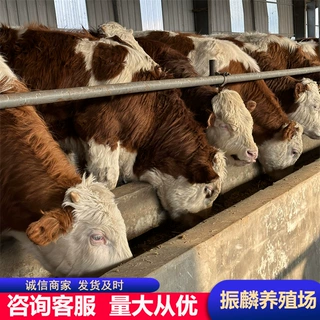 西门塔尔牛犊价格 改良小黄牛肉牛犊价格 鲁西黄牛养殖场肉牛前景