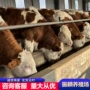 改良肉牛犊