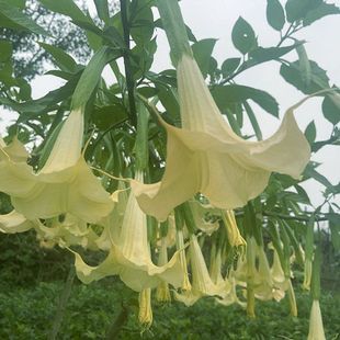 ľ�������_����ɫ�Sɫ�ۼtɫ���ܾGֲ�컨����ɳ�A�˰���С����