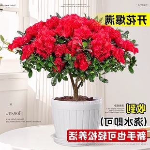 �羳���N�����Դ��玧�����̨����ֲ���҃Ȼ����B��Gֲ������l