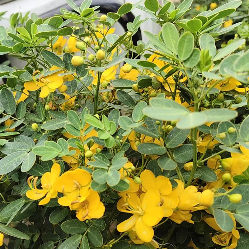 黄金梅盆栽多年生花卉带花苞发货室内外庭院耐寒木本植物黄金梅