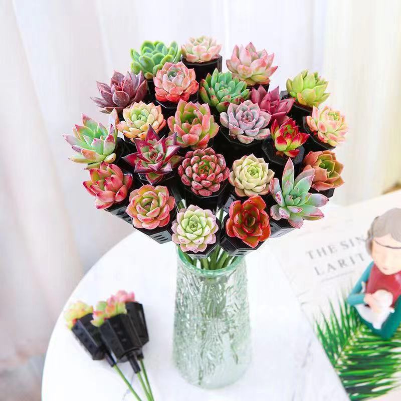 다육이의 최신 인기 모델 18개입 유리병