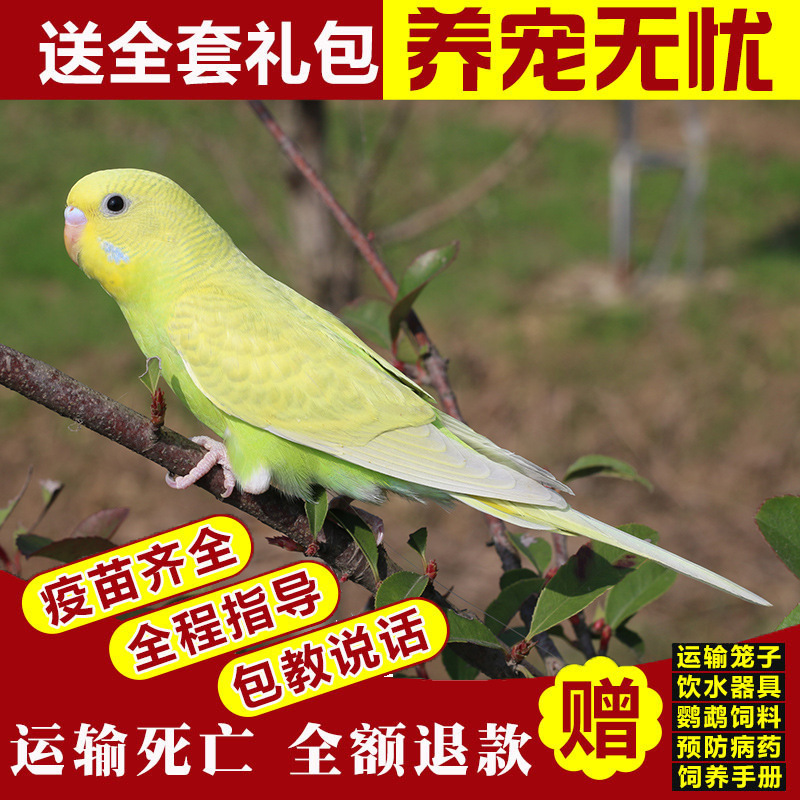 生きたオウム、生きた鳥、セキセイインコ、話す鳥、ペットの鳥、雲の斑点、小さな飼い慣らされたオカメインコ、生きた鳥|undefined