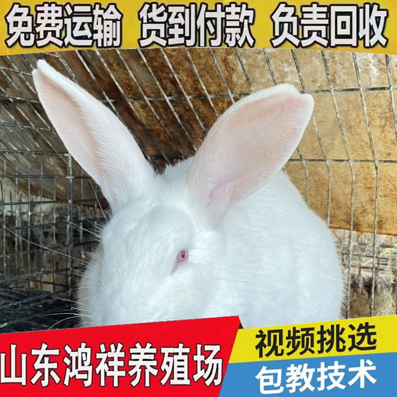 65fcdd782d211f71024324ab031203